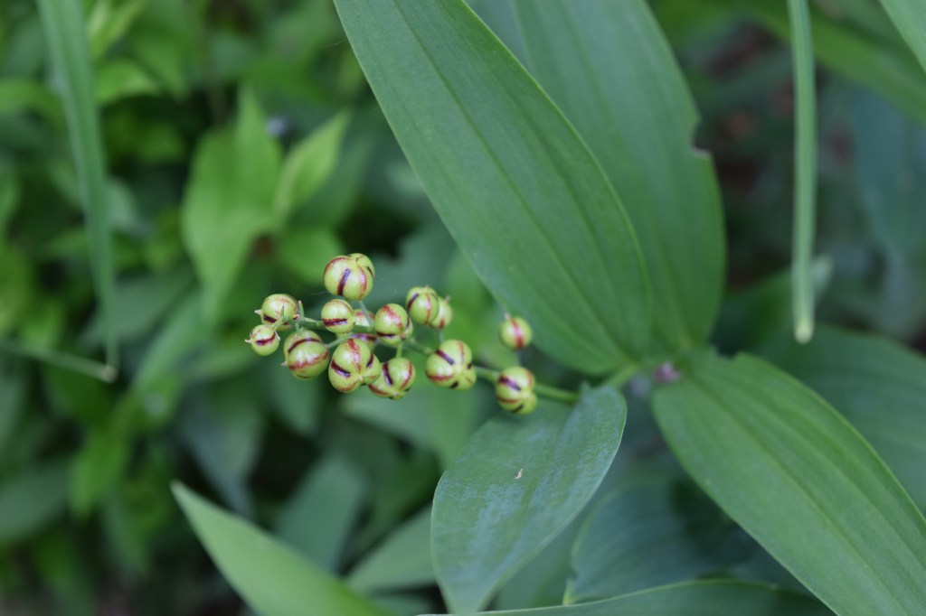 Berries of Starry Solomon's Plume.