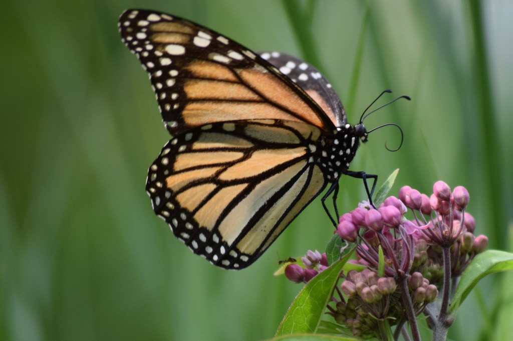 A Monarch butterfly unfurls its proboscis so it can start feeding.