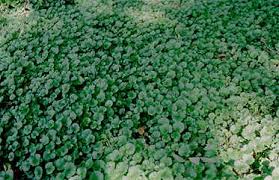 Creeping Charlie: resistance is futile. Photo from University of Illinois Extension.