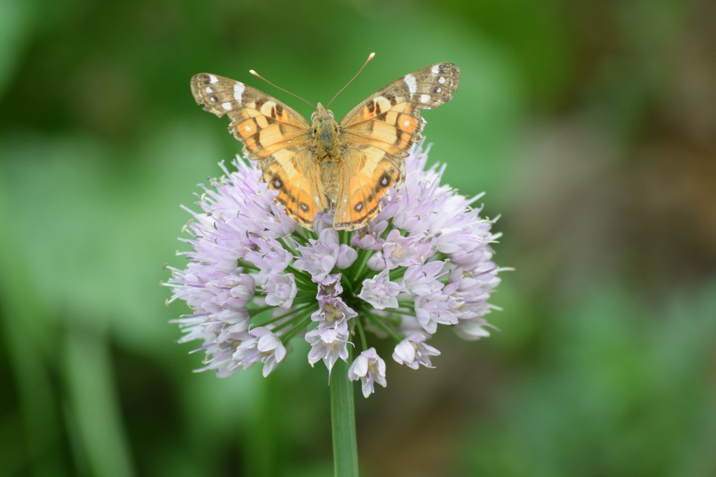 Unknown butterfly on 'Summer Beauty'.