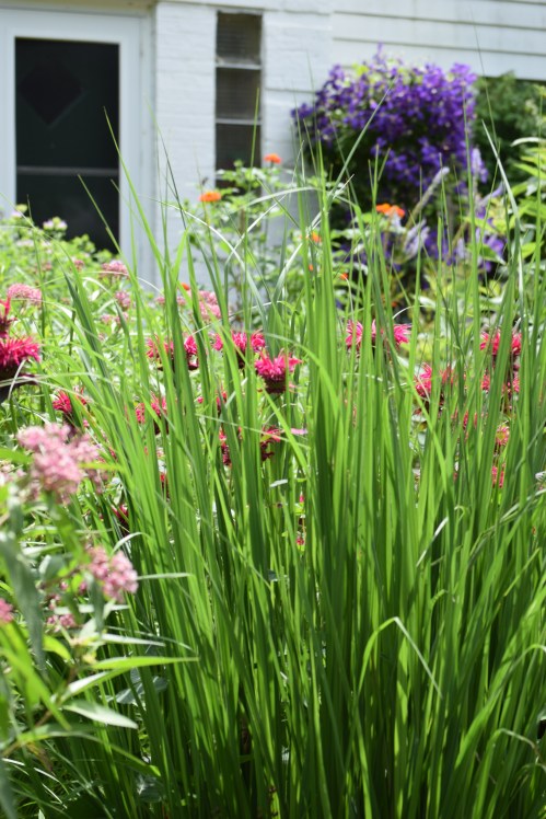 'Northwind' Switchgrass