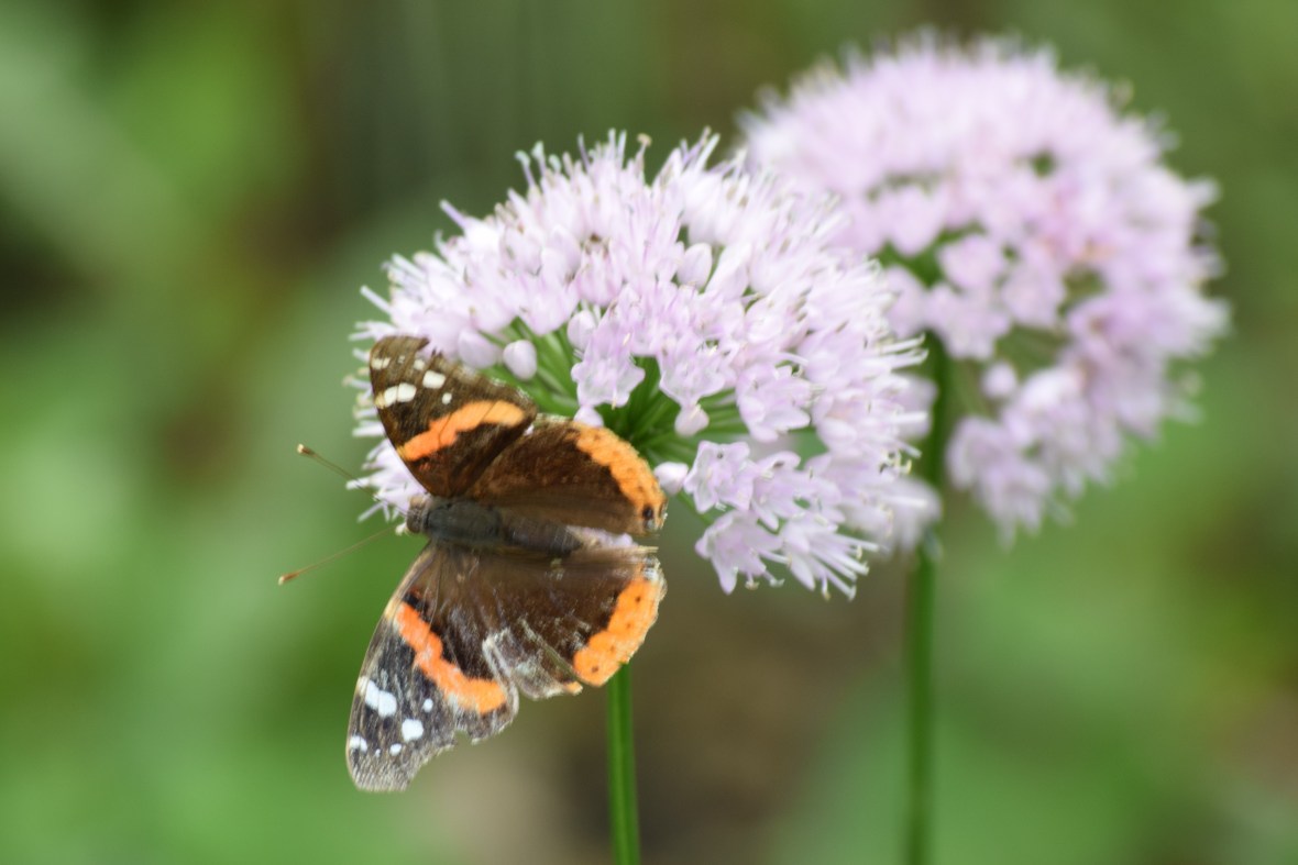 DSC_0064 Red Admiral