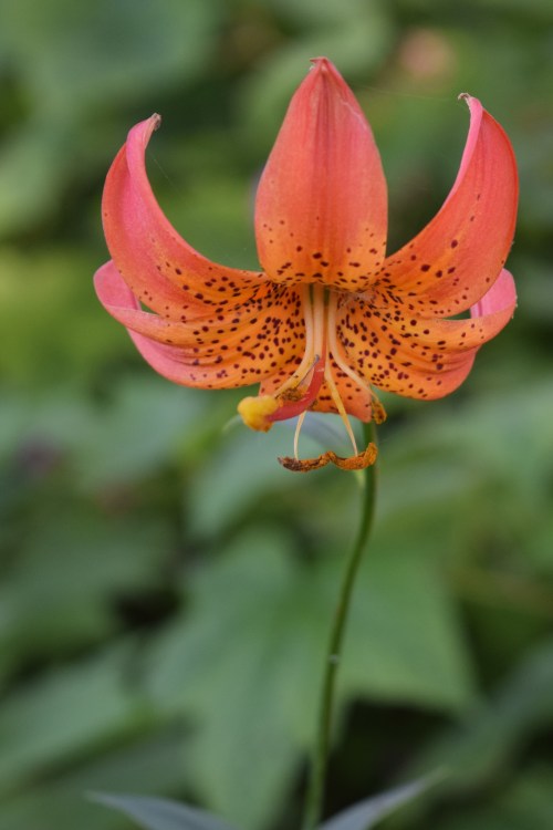 Michigan Lily