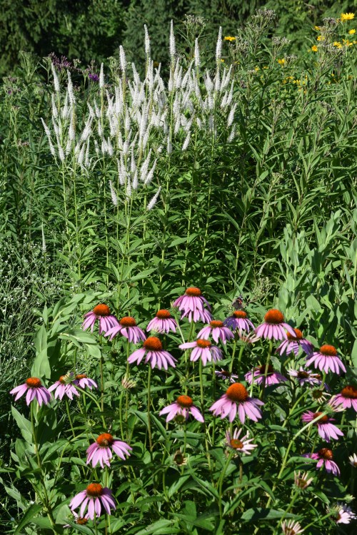 DSC_0137 cbg culver's root purple coneflower