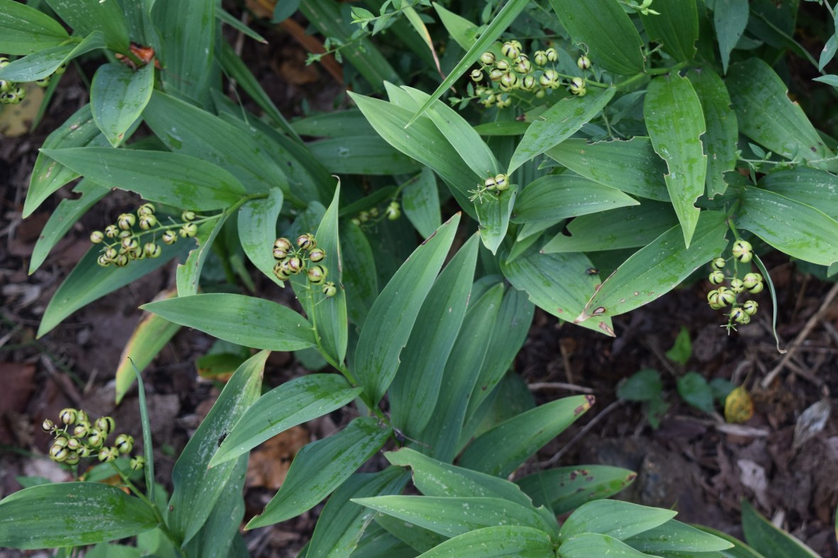 DSC_0229 starry solomon's plume
