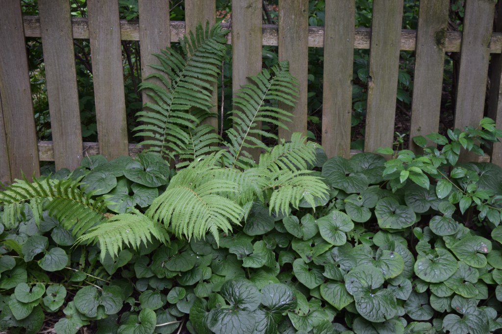 DSC_0253 wild ginger