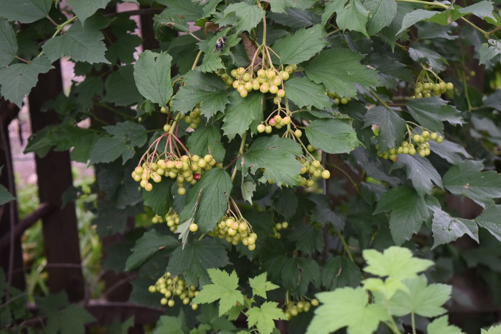 DSC_0276 Cranberrybush Viburnum