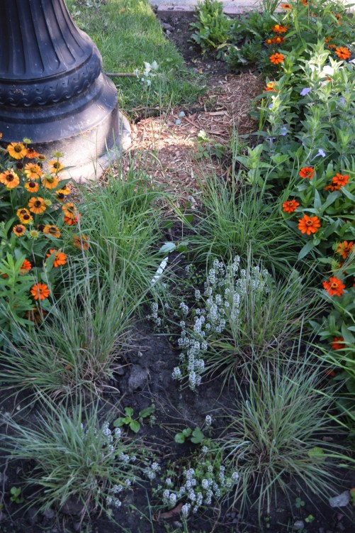 DSC_0318 Little Bluestem