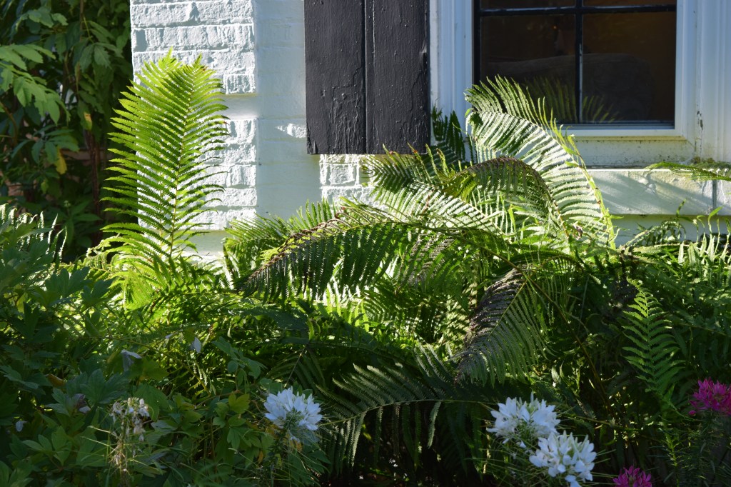 Ostrich Ferns