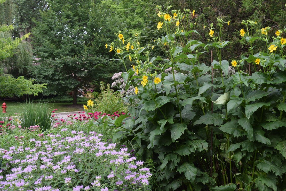 DSC_0460 cup plant and wild bergamot