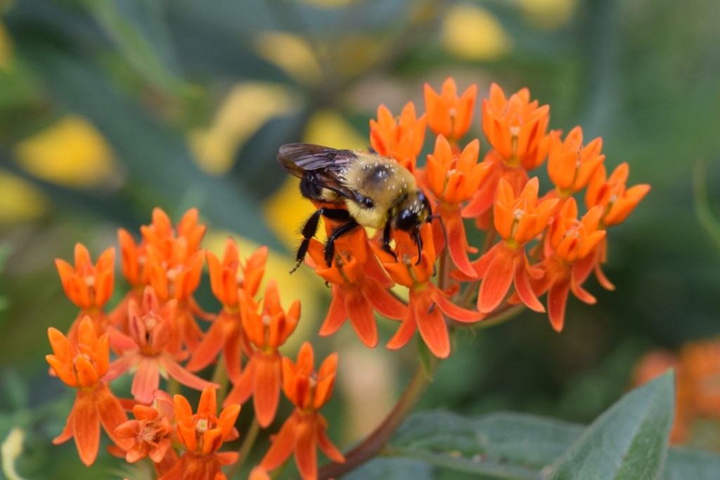DSC_0488 bumblebee butterflyweed