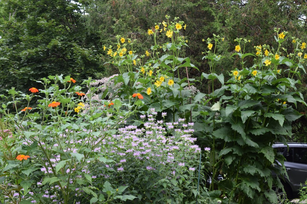 Here you can see the Mexican Sunflower growing tall among its perennial partners.