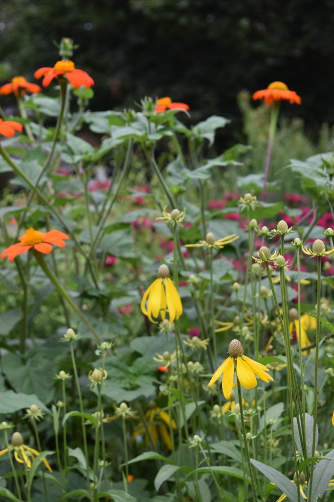 Yellow Coneflower with Mexican Sunflower