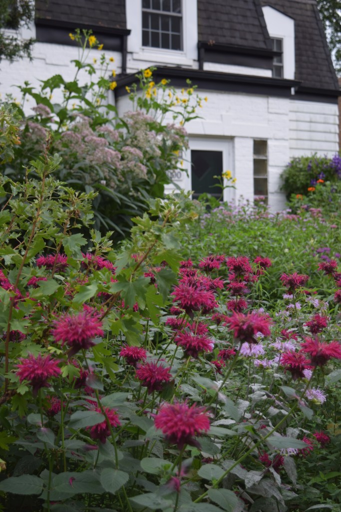 Monarda 'Raspberry Wine' and Wild Bergamot.