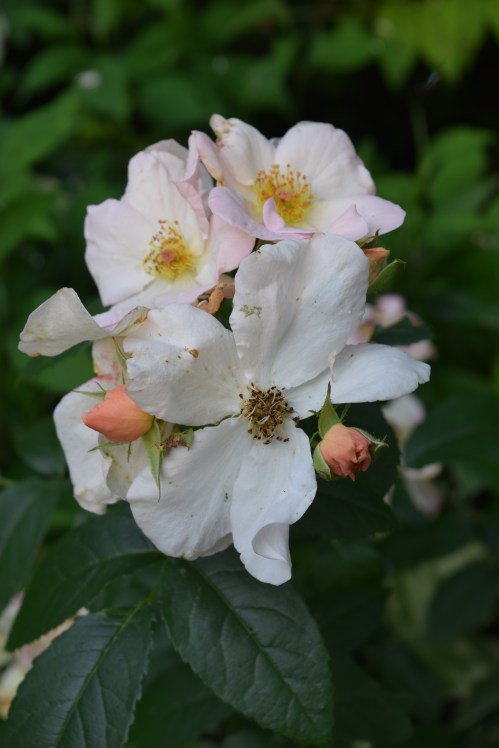 DSC_0599 sally holmes rose