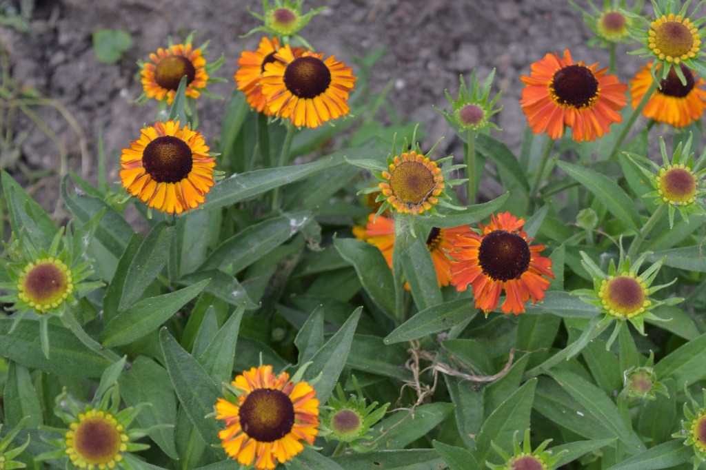 DSC_0661 helenium shortnsassy
