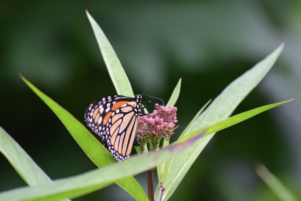 Monarch on Swamp Milkweed.