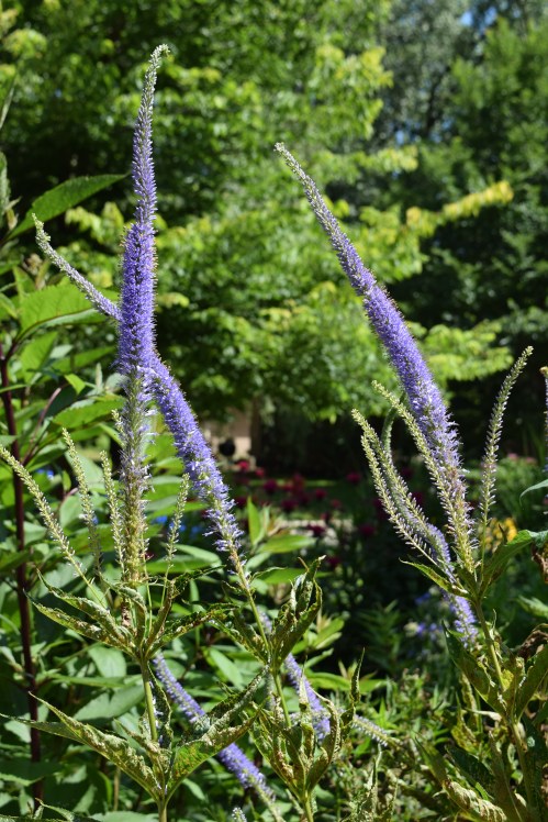 DSC_0744 culver's root