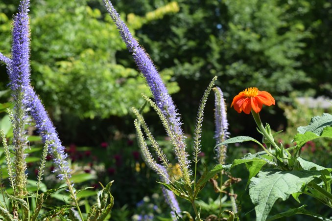DSC_0745 tithonia and culvers root