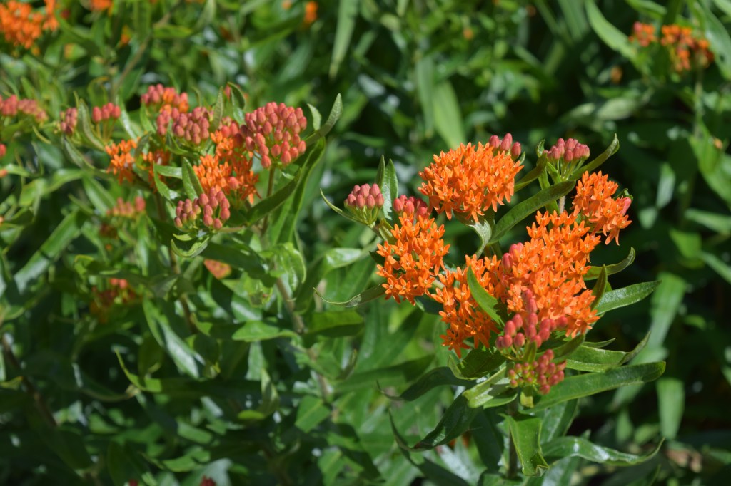 DSC_0752 butterflyweed