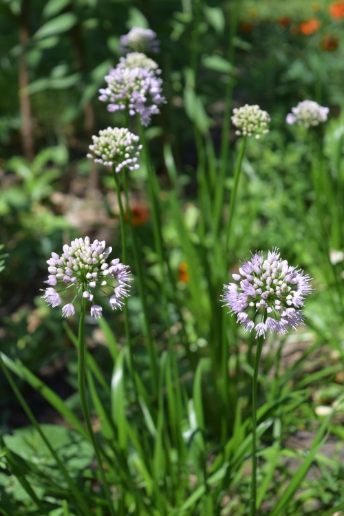 DSC_0759 allium summer beauty
