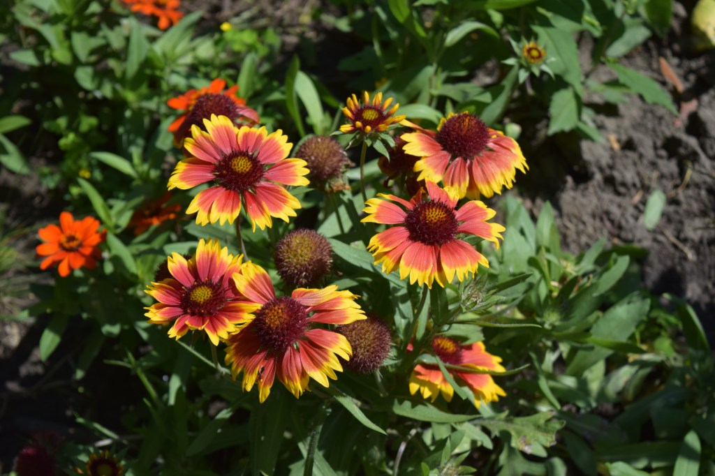 DSC_0763 blanket flower gaillardia