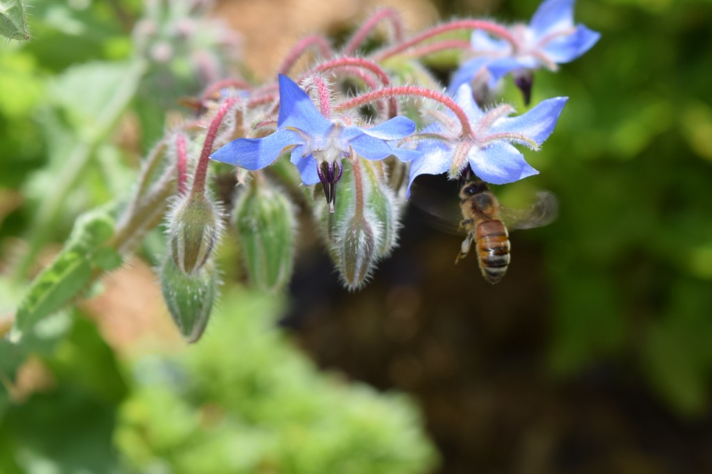 DSC_0782 borage