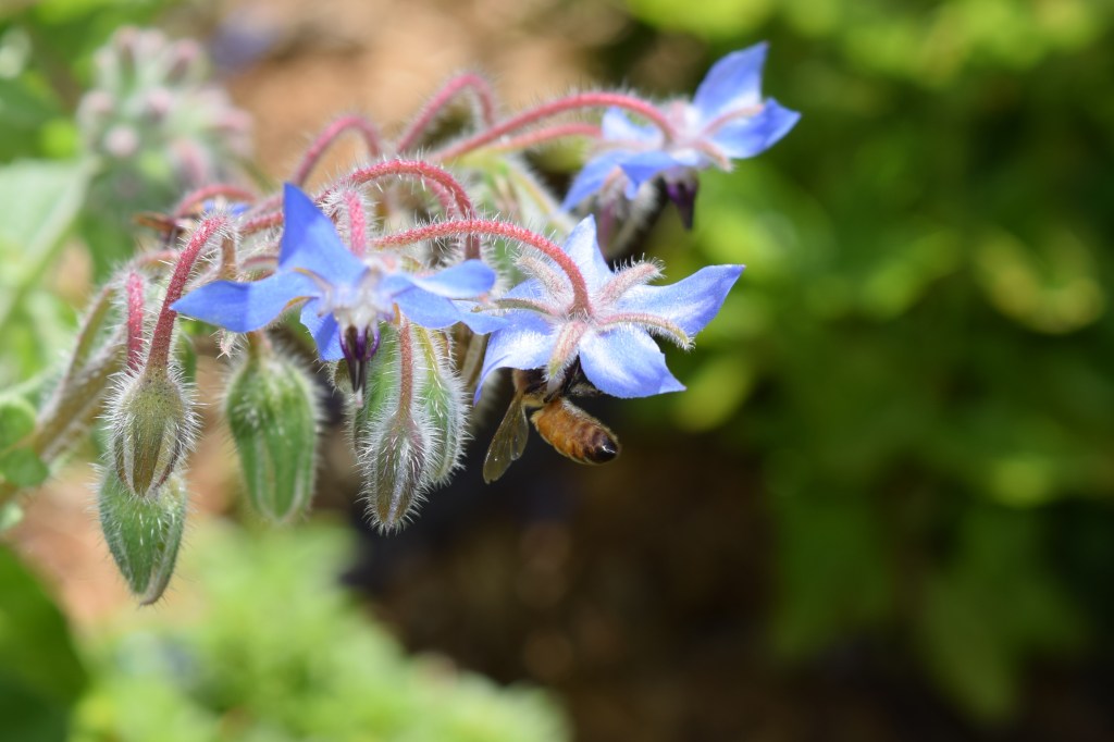 DSC_0783 borage
