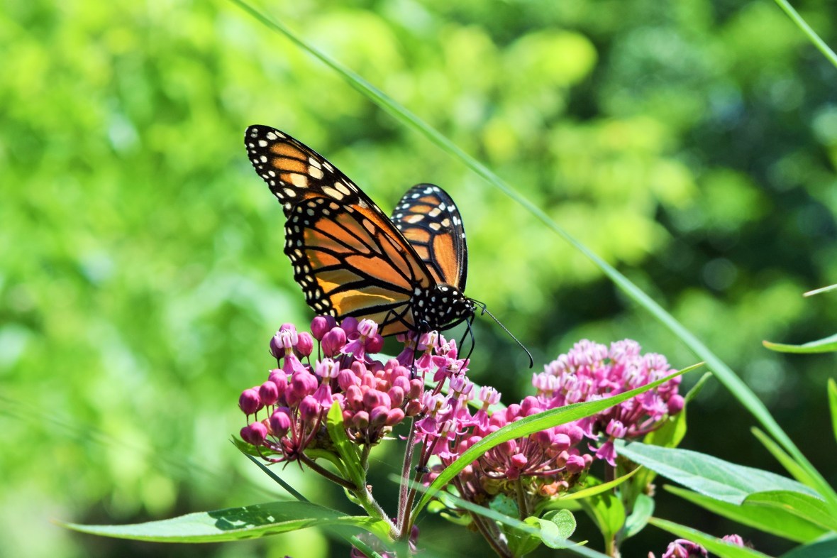 DSC_0821 monarch on swamp milkweed
