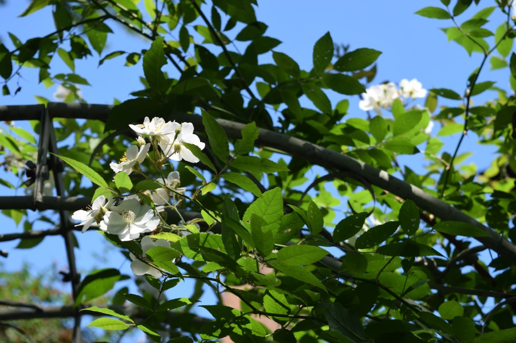 DSC_0853 darlows enigma rose