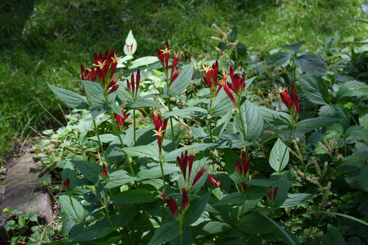 DSC_0856 Indian Pink
