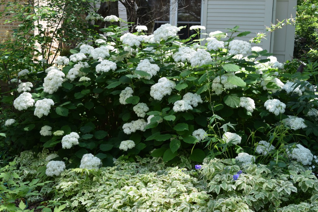 Smooth Hydrangea