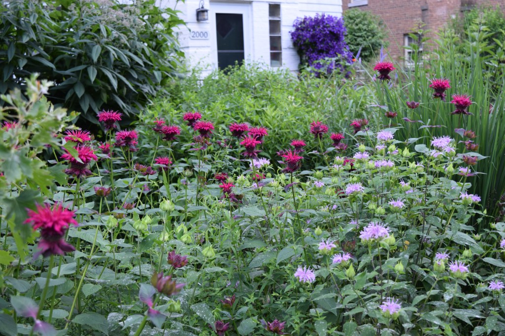 DSC_0902 monarda