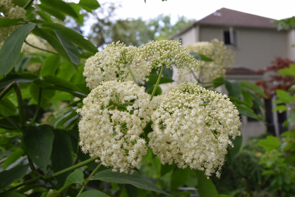 DSC_0944 Elderberry