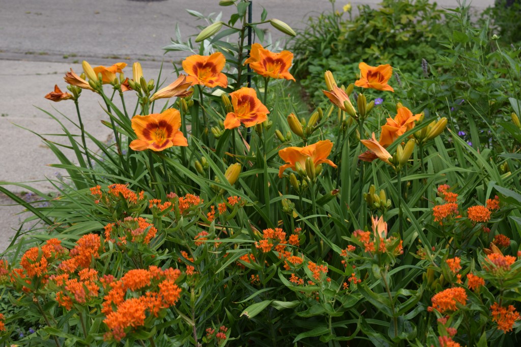 DSC_0960 butterflyweed and daylily