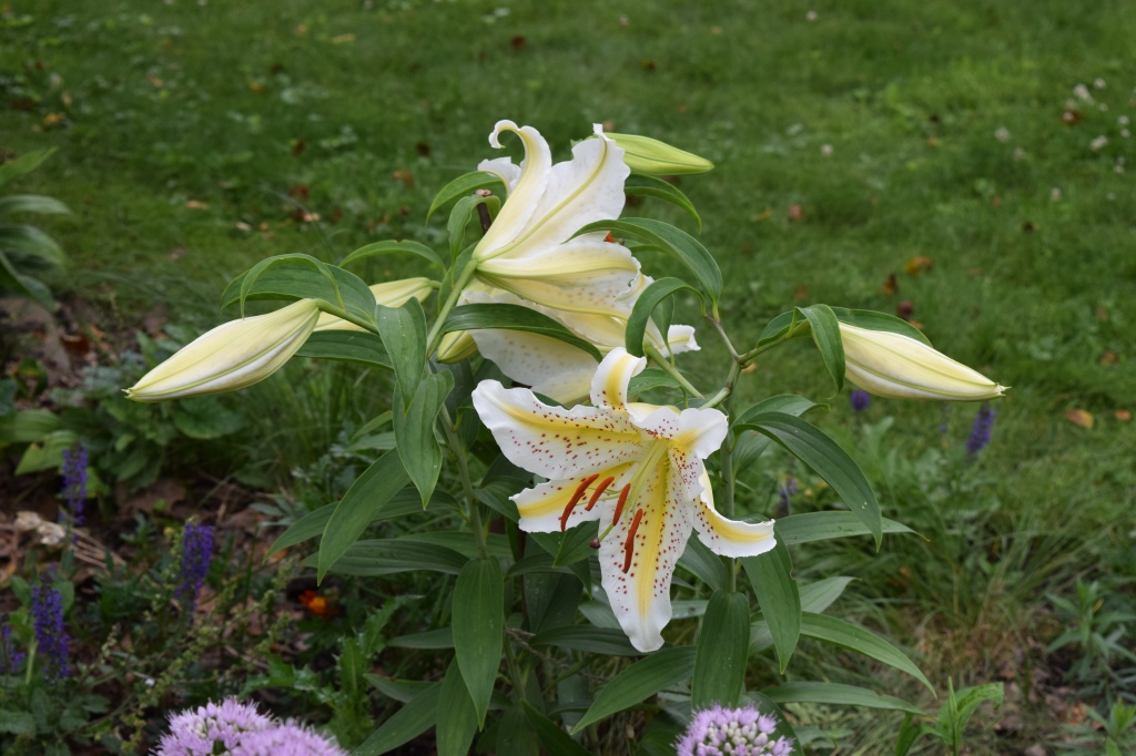 DSC_0969 orienpet lilies