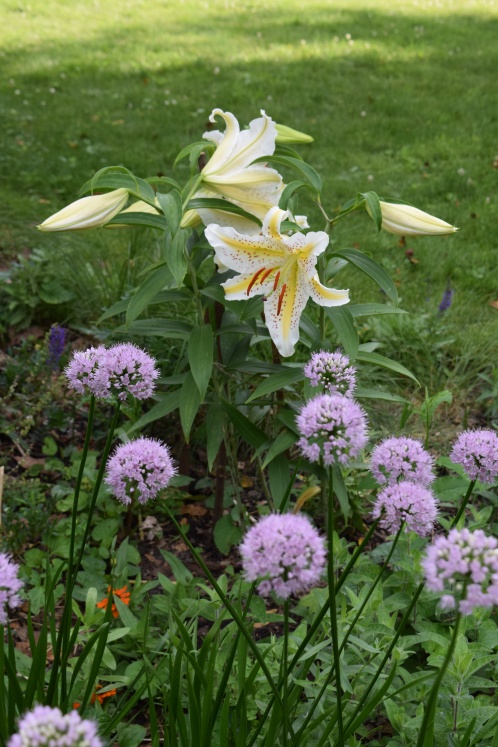 'Conca d'O' with 'Summer Beauty' Allium