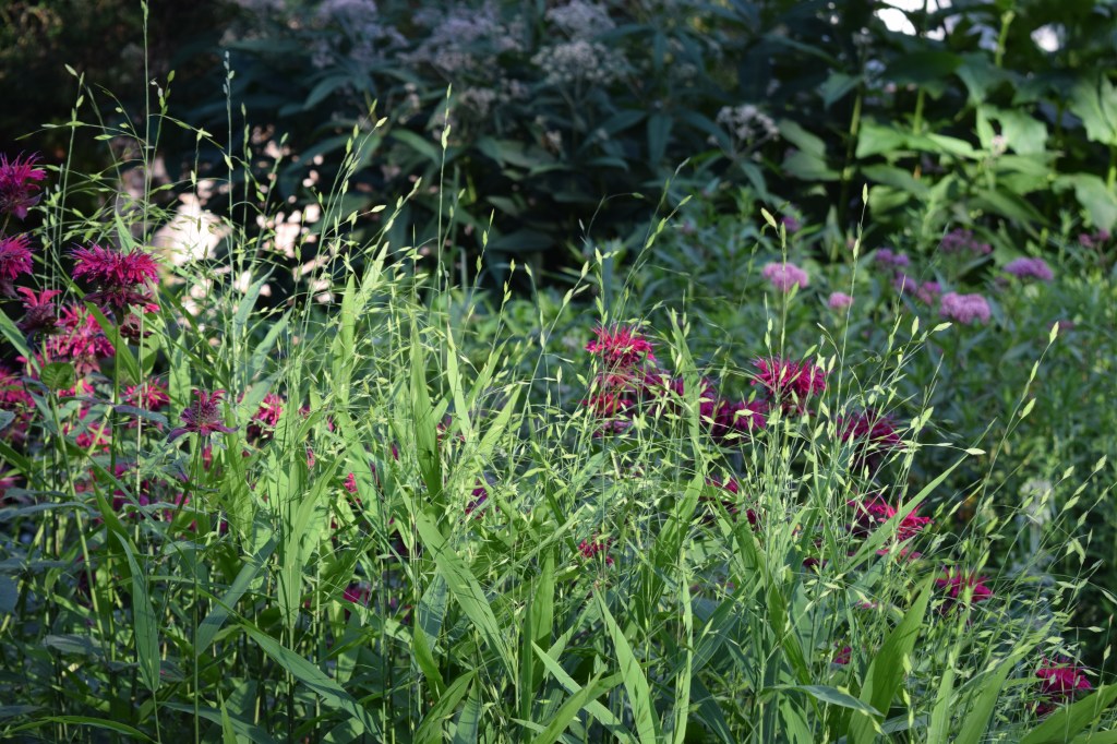 DSC_0993 Northern Sea Oats