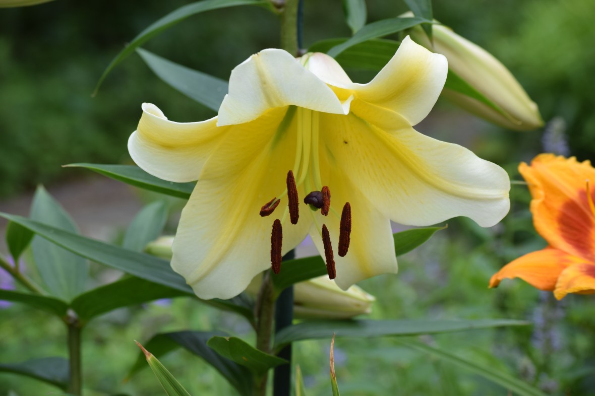 DSC_0996 Orienpet Lily