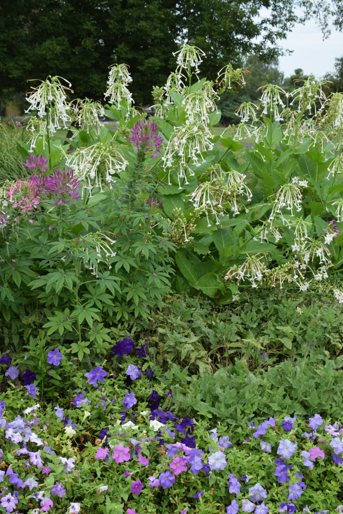 Lots of Nicotiana 'Woodland' and Cleome in the mixed beds.