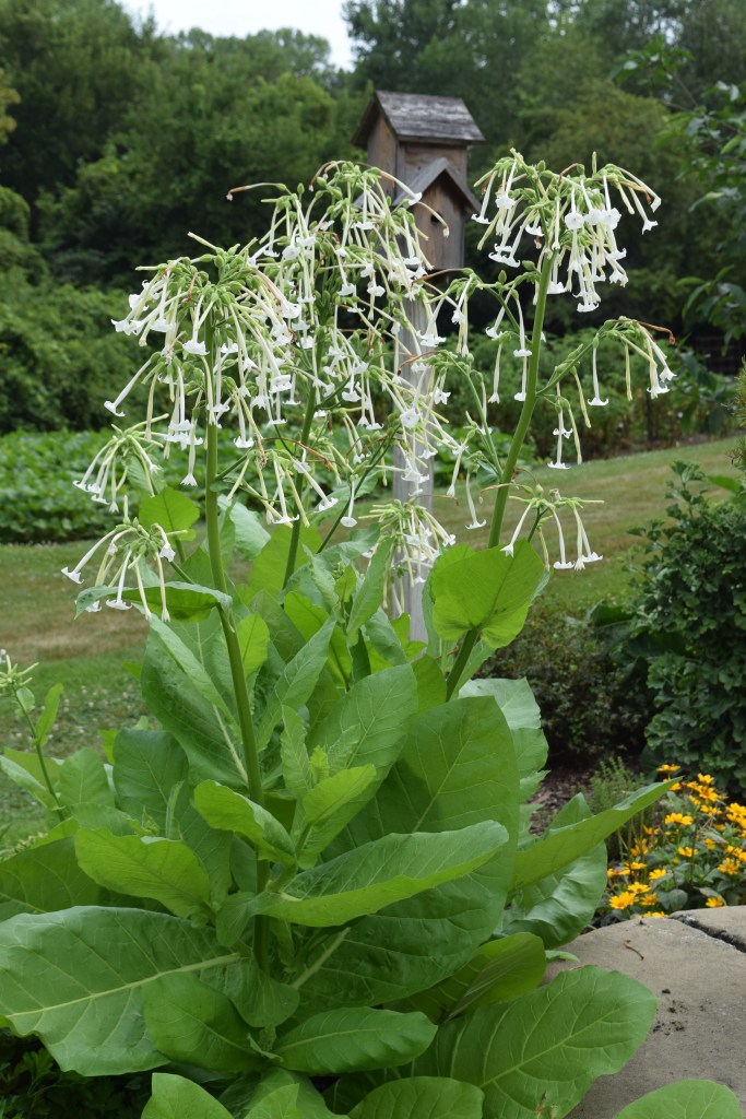 2015-08-14 11.09.04 klehm nicotiana