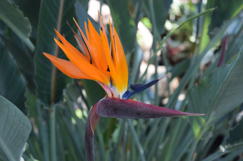 2015-08-14 14.40.43 bird of paradise nicholas