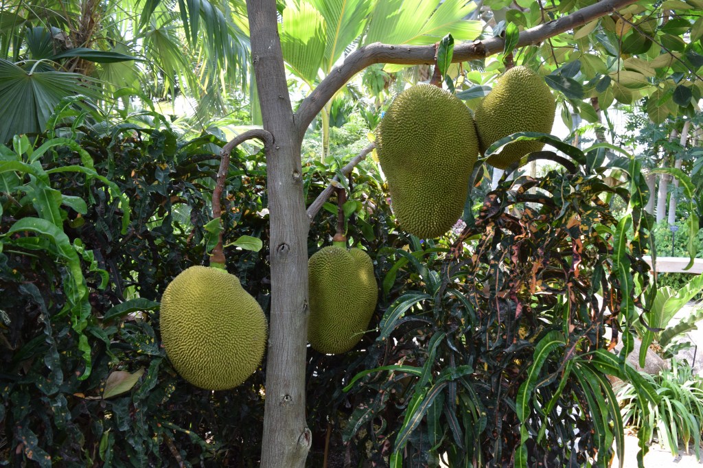 2015-08-14 14.45.37 nicholson