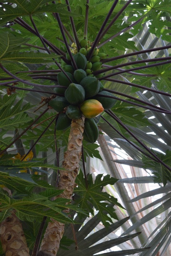 2015-08-14 14.47.06 nicholas