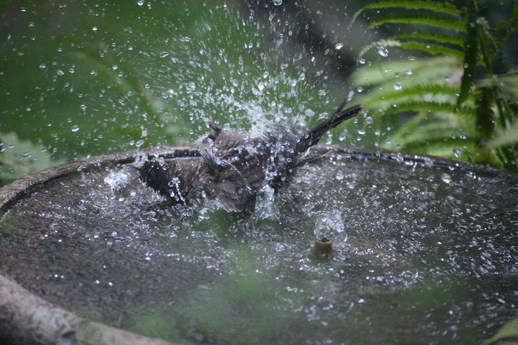 2015-08-15 13.30.19-1 robin