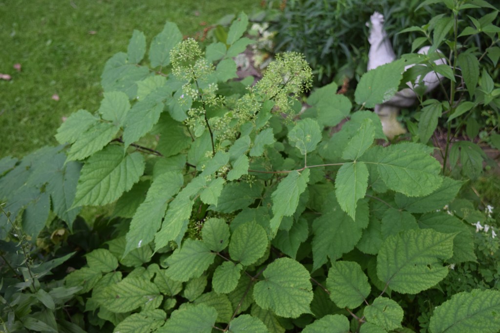 DSC_0254 american spikenard