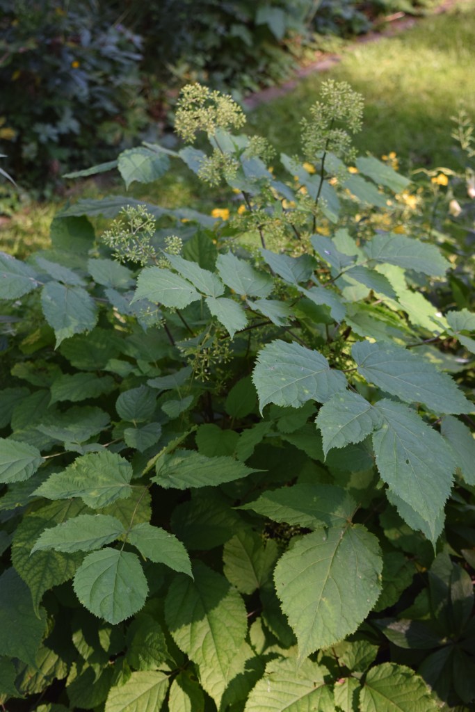 DSC_0330 american spikenard