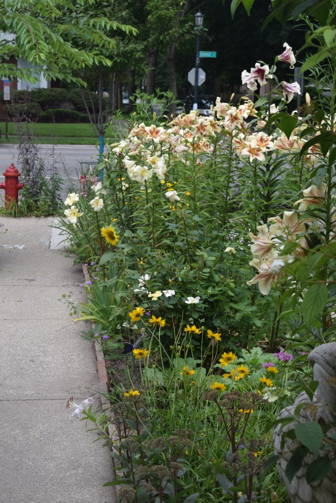 A border full of lilies, seen from the front of the house.