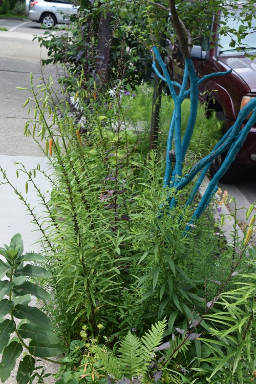 Veronica has also planted her very narrow parkway along the street.