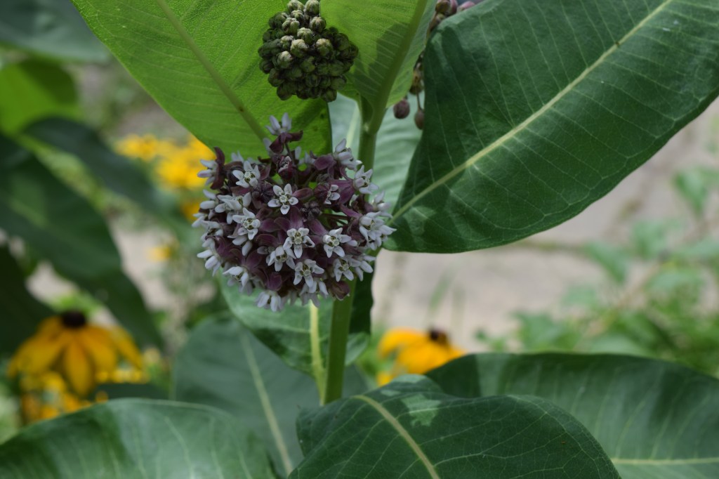 Common Milkweed
